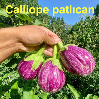 P-41-Calliope Patlıcan