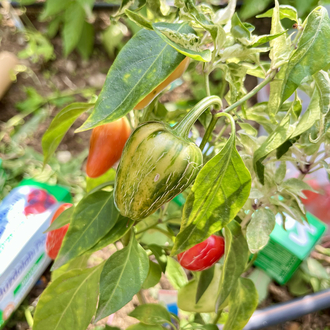 B-336-Mattapeno