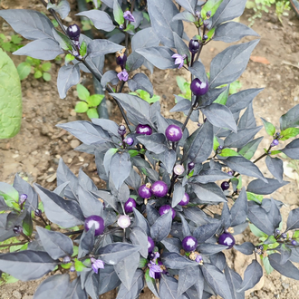 B-345-Midwest Midnight (Purple Flash x )