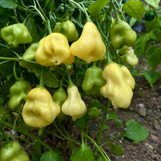 B-403-Aji Fantasy
