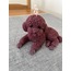 Poodle-Torilko