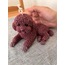 Poodle-Torilko