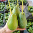 AVOKADO (ADET) 250gr