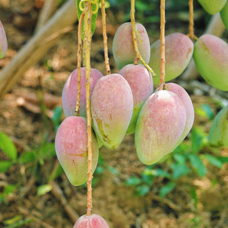 ALANYA MANGO ADET