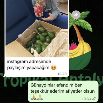 4KG AVOKADO (Clifton)