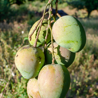 ALANYA MANGO ADET