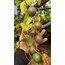 PASSİFLORA (3 ADET)