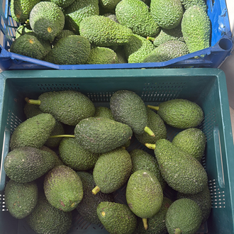 Avokado / Has / 1 kg
