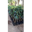 aşılı fuerte avokado fidanı 