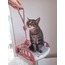 Kedi/Köpek İpli Oyun Topu