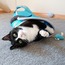 Kedi Tüneli