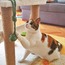 Kedi/Köpek İpli Oyun Topu