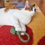 Kedi/Köpek İpli Oyun Topu
