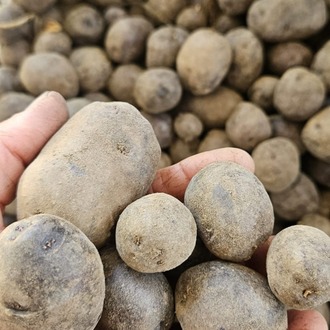 Mor Patates