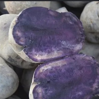 Mor Patates