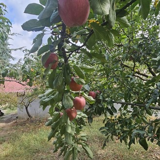 Kırmızı Elma