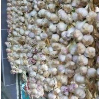 Baş Sarimsak kg