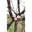 Sakura küpe ve kolye