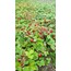 Dağ Çileği Reçeli 800 Gr 660 Cc  %75 Meyve