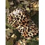 Leopar kasketi bayan şapka 