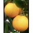 Washington portakalı ilaçsız