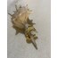 Burgu Mix Taşlı Earcuff
