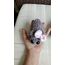 sad hamster 2 li fiyattır.