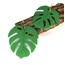 Monstera XL 