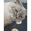 SUNNY SIDE UP XL