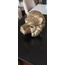 Squid Game Lion Mask