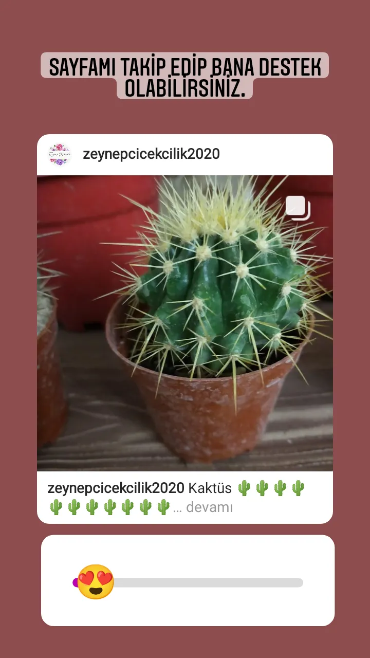 Kaktüs