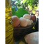 Yumurta (Adet)