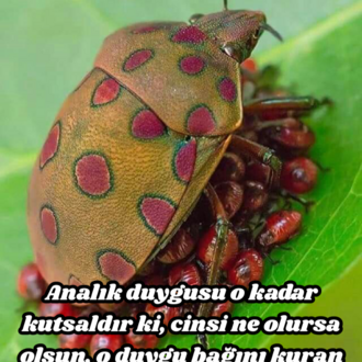 FİKİR KIRINTILARI