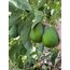 Erkenci Avokado (Kg)