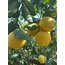 Tatlı Limon 