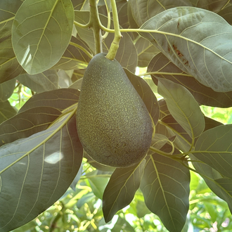 Avokado (Erkenci)(Clifton)(Büyük boy)