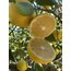 Tatlı Limon 