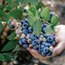 Yaban Mersini (Blueberry) (Mavi Yemiş) (kg)