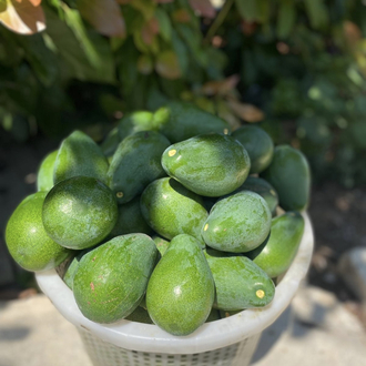 Avokado (Erkenci)(Clifton)(Büyük boy)