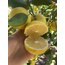 Tatlı Limon 