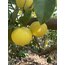 Tatlı Limon 