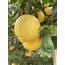 Beyaz Limon (Kokulu Limon) (Kg)