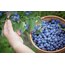 Yaban Mersini (Blueberry) (Mavi Yemiş) (kg)