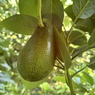 Avokado (Erkenci)(Clifton)(Orta boy)
