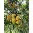 Beyaz Limon (Kokulu Limon) (Kg)