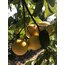 Bergamot (Kg)