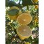 Tatlı Limon 