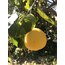 Bergamot (Kg)