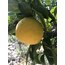 Bergamot (Kg)
