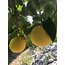 Bergamot (Kg)